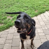 Leo sucht erfahrenes Zuhause, Hund zur Adoption