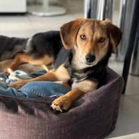 Senta zarte Entdeckerin möchte ankommen, Hündin zur Adoption