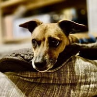 Floki, offen, lernwillig, freundlich, Hund zur Adoption