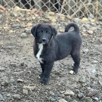 Spencersucht sein großes Glück, Hund zur Adoption