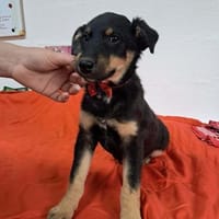 Leonsucht seine Menschen 🐾💙🐾, Hund zur Adoption