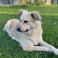 LunaLernwillig und mit viel Potential, Hündin zur Adoption