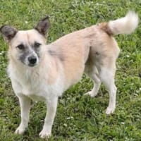 Katzenfreundliche Sina, Hündin zur Adoption