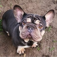 Zeusz unser besonderer Bully, Hund zur Adoption