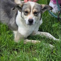 BRINA = Schatz auf vier 🐾🐾 ♥, Hündin zur Adoption