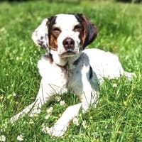 Pisolo - wer gibt ihm Sicherheit?, Hund zur Adoption