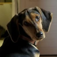 Solen, geb. ca. 04/2025, 79733 Görwihl, Hündin zur Adoption