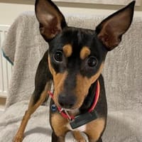 Vulcano1 sucht ein Zuhause, Hund zur Adoption