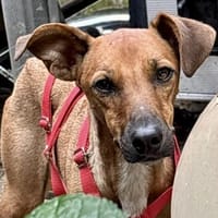 Miki, kinderlieb, neugierig, verspielt, Hund zur Adoption