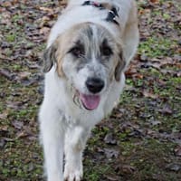 Gala, freundlich, lernwillig, neugierig, Hündin zur Adoption