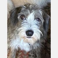 Brisa- hübsche Hundedame sucht Familie, Hündin zur Adoption