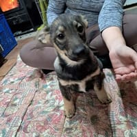 Caramelo sucht seine Menschen 🐾💙🐾, Hund zur Adoption