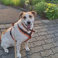 bekommt Kalle noch eine Chance??, Hund zur Adoption