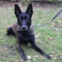 Makeba, sucht ruhiges erfahrenes Zuhause, Hündin zur Adoption