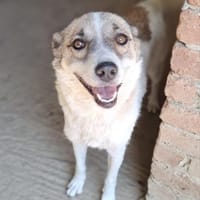 Eri - Kuschelmaus - VORGEMERKT, Hündin zur Adoption