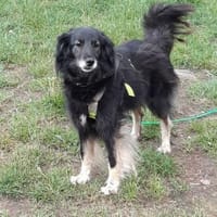 Ruhige Alice sucht Zuhause mit Garten, Hündin zur Adoption