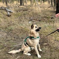 Phili  gerettet und dann?, Hund zur Adoption