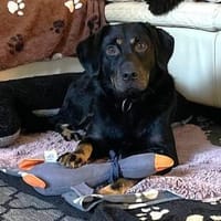 Der liebe Jojo sucht geduldige Menschen, Hund zur Adoption