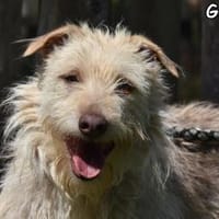 GALLETA, Hündin zur Adoption