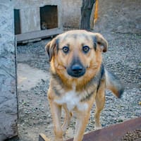 Charmanter JIMMY sucht seine Menschen, Hund zur Adoption