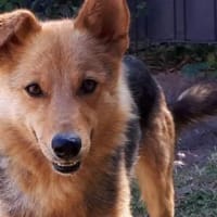 YUKI mit dem lustigen Knickohr, Hündin zur Adoption