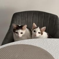 süßes Bruderduo Felix u.Findus am Rhein, Kater zur Adoption