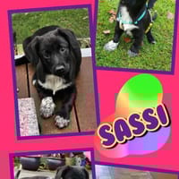 Welpenmädchen Sassi Pflegestelle in Nbg, Hündin zur Adoption