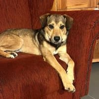 Der kleine Benni sucht Dich!, Hund zur Adoption