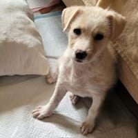 Hati, kleines Hundemädchen sucht Zuhause, Hündin zur Adoption