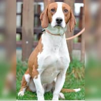 Toller Brackenrüde sucht ein Zuhause, Hund zur Adoption