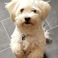 Yoschi, Hund zur Adoption