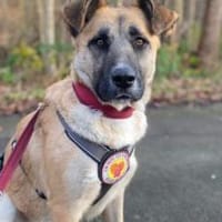 Sanfte Sandra sucht schützendes Zuhause, Hündin zur Adoption