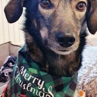 Molina ist eine bezaubernde Hündin!, Hündin zur Adoption