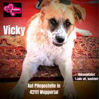Vicky sucht ihr Für-Immer-Zuhause! 💖🐾, Hündin zur Adoption