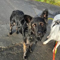 Fino, menschenbezogen, 45 cm 16 Kg, Hund zur Adoption