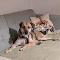 Hier kommt der süße Kalle 🐾, Hund zur Adoption