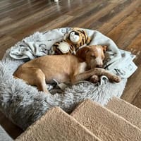 Lani sucht ihre Menschen🐾💗, Hündin zur Adoption