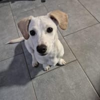 Kleine Lilo sucht ihr Zuhause, Hündin zur Adoption