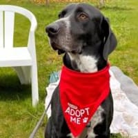 HOUSTON - er hat KEIN Problem!, Hund zur Adoption