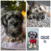 CHASIE * liebenswerter Terrierbub, Hund zur Adoption