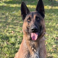 Diesel CAA14523, chien à adopter