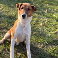 Neo CAA14525, chien à adopter