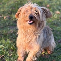 Zip CAA14517, chien à adopter