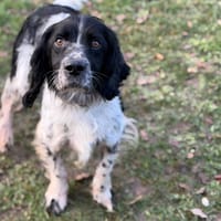 Tyson CAA14510, chien à adopter