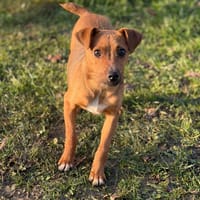 Ivy CAA14505, chienne à adopter