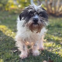 Daisy CAA14504, chienne à adopter