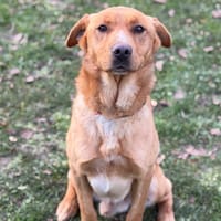 Buddy CAA14508, chien à adopter