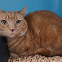 Simba, chat à adopter