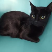 Piloufas, chatte à adopter