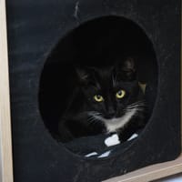 KAWAI C, chatte à adopter